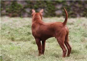 泰国脊背犬