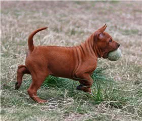 泰国脊背犬