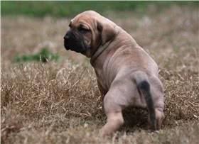 泰国脊背犬