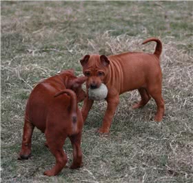 泰国脊背犬