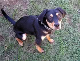 特兰西瓦尼亚猎犬