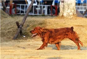 田野猎犬