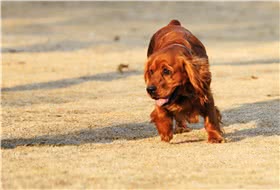 田野猎犬