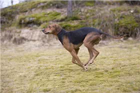 泰罗猎犬