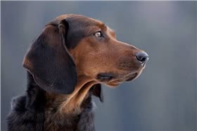 泰罗猎犬