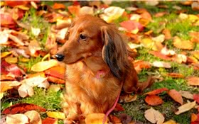 腊肠犬