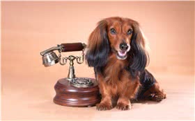 腊肠犬