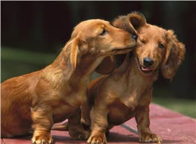 腊肠犬