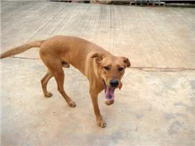 台湾犬