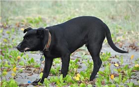 台湾犬