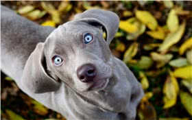 威玛犬