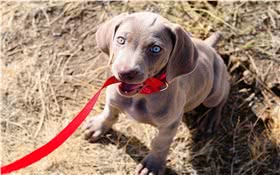 威玛犬