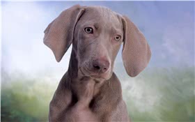 威玛犬