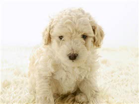 玩具贵宾犬