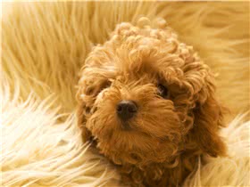玩具贵宾犬