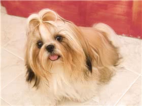 西施犬