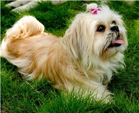 西施犬