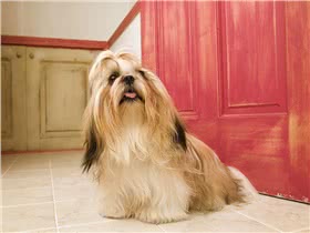 西施犬