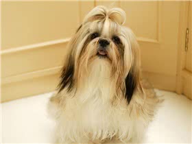 西施犬