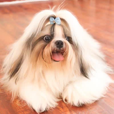 西施犬