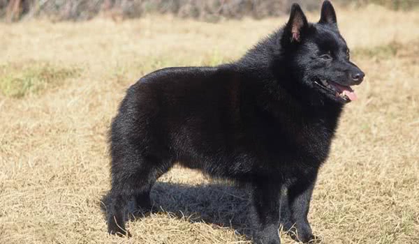 西帕凯牧羊犬 西帕凯牧羊犬