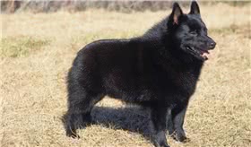 西帕凯牧羊犬