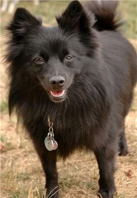 西帕凯牧羊犬