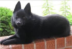 西帕凯牧羊犬