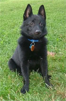 西帕凯牧羊犬