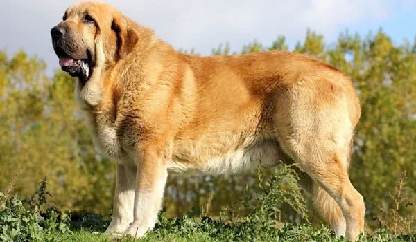 西班牙獒犬 西班牙獒犬