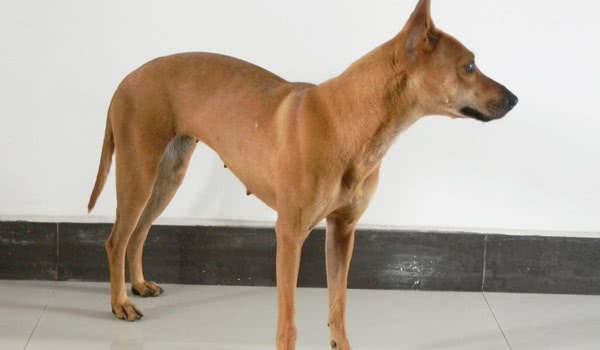 西西里猎犬 西西里猎犬