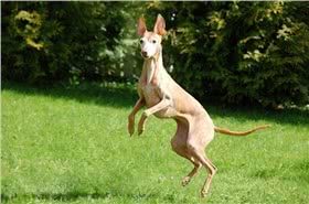 西西里猎犬