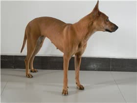 西西里猎犬
