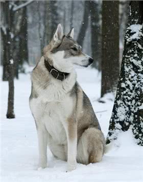 西西伯利亚莱卡犬