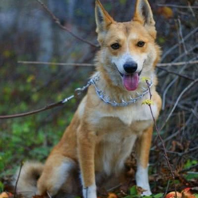 西西伯利亚莱卡犬