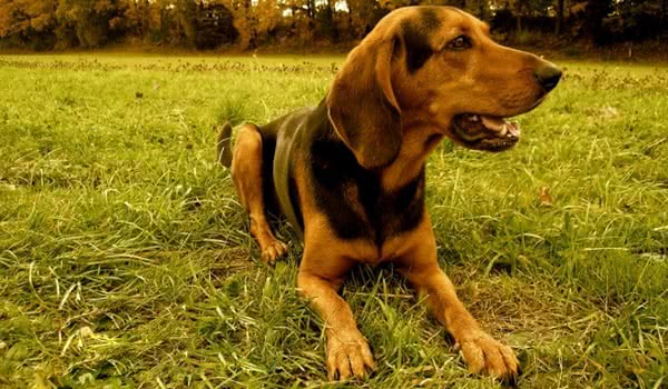 希腊猎犬 希腊猎犬