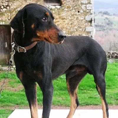 希腊猎犬