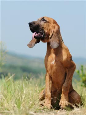 寻血猎犬