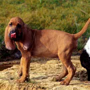 寻血猎犬