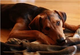 席勒猎犬