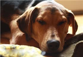 席勒猎犬