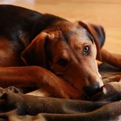 席勒猎犬