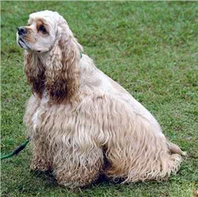 西班牙猎犬