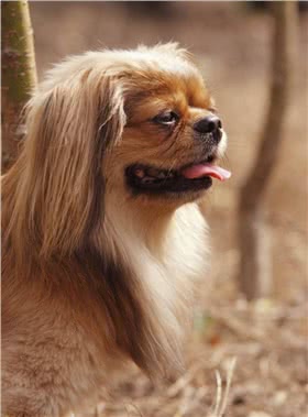 小狮子犬