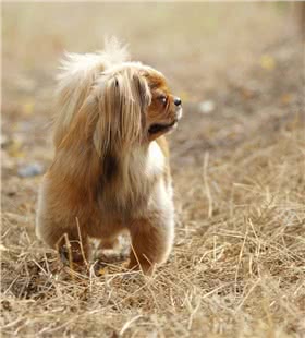 小狮子犬