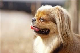 小狮子犬