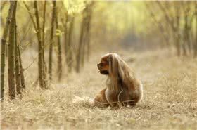 小狮子犬