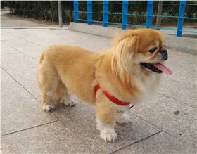 西藏猎犬
