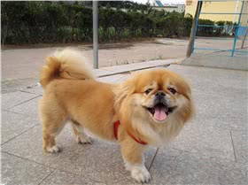 西藏猎犬