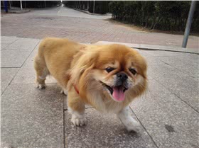 西藏猎犬